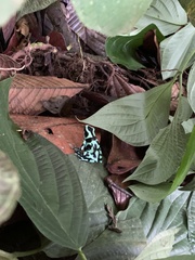 Dendrobates auratus