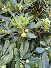 Pittosporum tobira