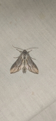 Cucullia achilleae