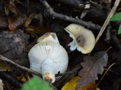Russula insignis