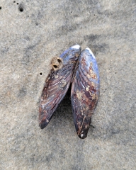 Mytilus californianus