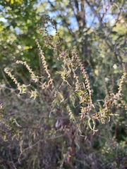 Aloysia gratissima
