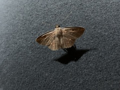 Sphacelodes vulneraria