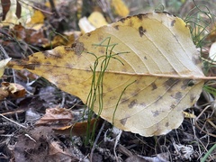 Equisetum scirpoides