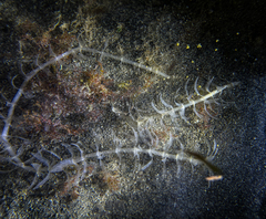 Egeria densa