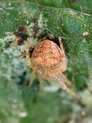 Araneus triguttatus