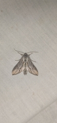 Cucullia achilleae
