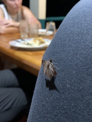 Sphacelodes vulneraria