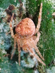 Araneus triguttatus