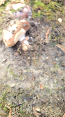 Tricholoma fracticum