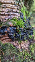 Peltigera horizontalis