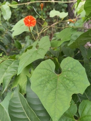 Ipomoea hederifolia