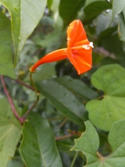 Ipomoea hederifolia