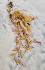 Macrocystis pyrifera