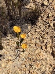 Lachnaea aurea