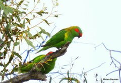 Glossopsitta concinna