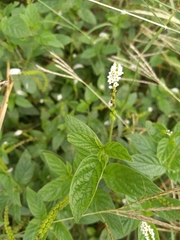 Heliotropium angiospermum