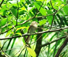 Lathrotriccus euleri
