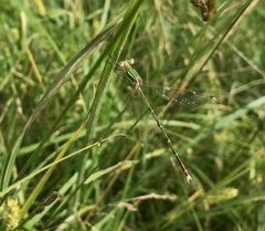 Lestes barbarus