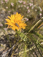Lachnaea aurea