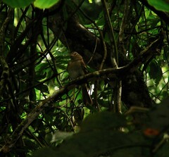 Lathrotriccus euleri