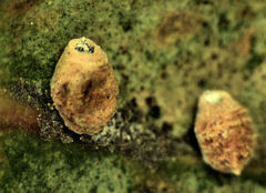 Eriococcus coriaceus