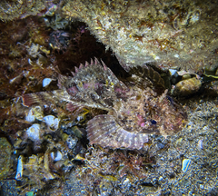 Scorpaena porcus