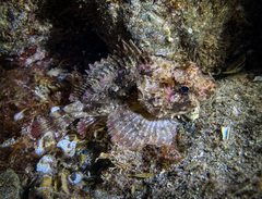 Scorpaena porcus