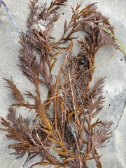 Stephanocystis