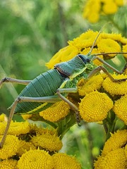 Ephippiger ephippiger