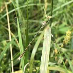 Lestes barbarus