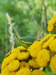 Ephippiger ephippiger