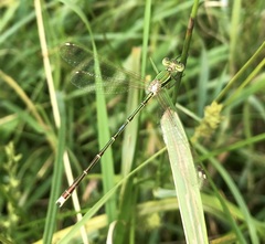 Lestes barbarus