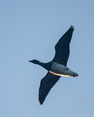 Branta bernicla