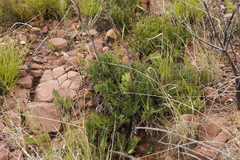 Lichtensteinia lacera