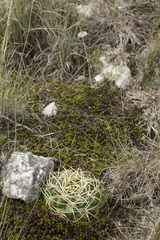 Gymnocalycium monvillei