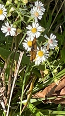 Phyciodes