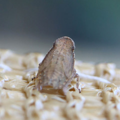 Fulgoridae