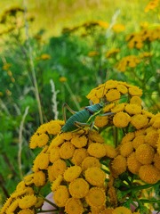 Ephippiger ephippiger