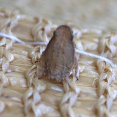 Fulgoridae
