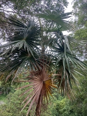 Coccothrinax