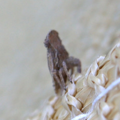 Fulgoridae