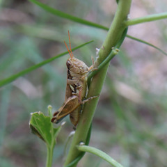 Melanoplus lakinus