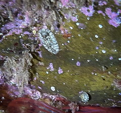 Rhyssoplax olivacea