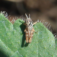 Melanoplus lakinus