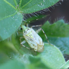 Taedia