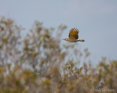 Colaptes auratus luteus