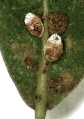 Eriococcus coriaceus