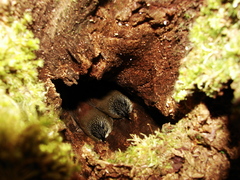 Xiphocolaptes albicollis