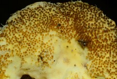 Tolypocladium inflatum
